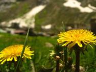 夏のヒマラヤに咲くタンポポ